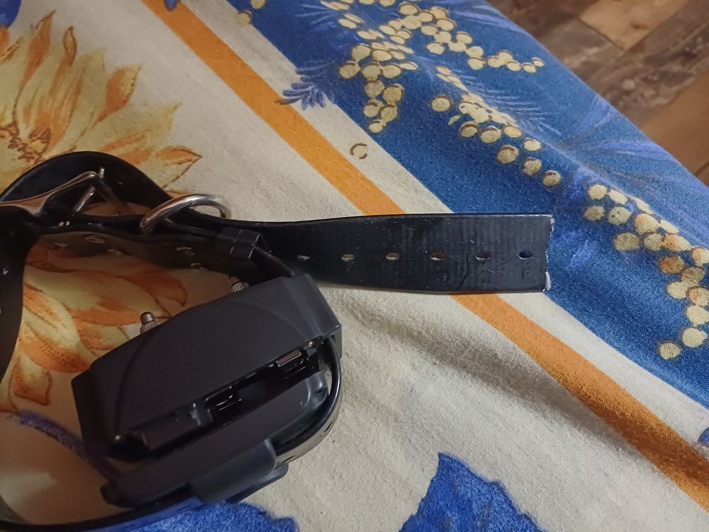 Collier chien dressage 