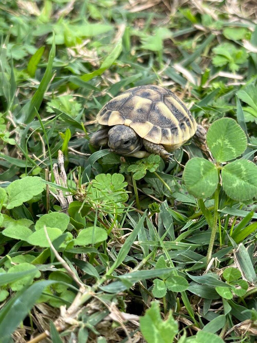   BB tortue  