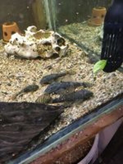   Ancistrus 