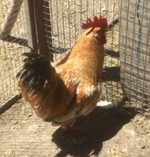   Beau coq de ferme orange reproducteur 