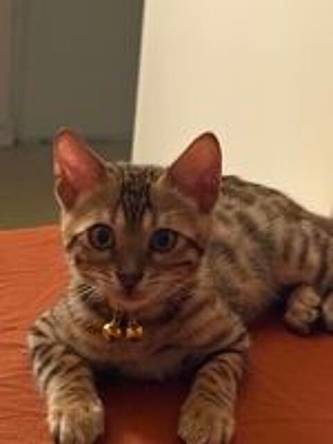   : chaton Bengal 