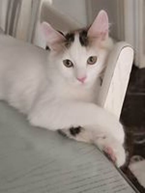   Petit chaton de 4 mois  