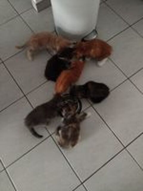   Adorables chatons Maine Coon à réserver mâles et femelles 