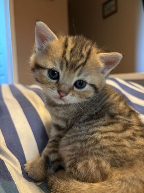 CHATONS BRITISH SHORTHAIR 750 72220 Saint-gervais-en-belin
