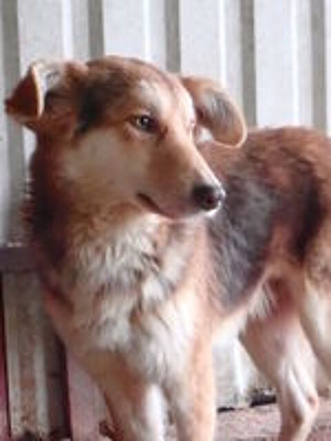   Hooper à l'adoption 