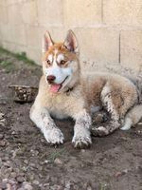   Husky mâle  