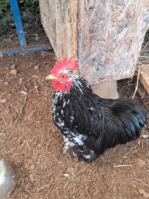 coq nain 0 Saint-L�onard-de-Noblat (87)