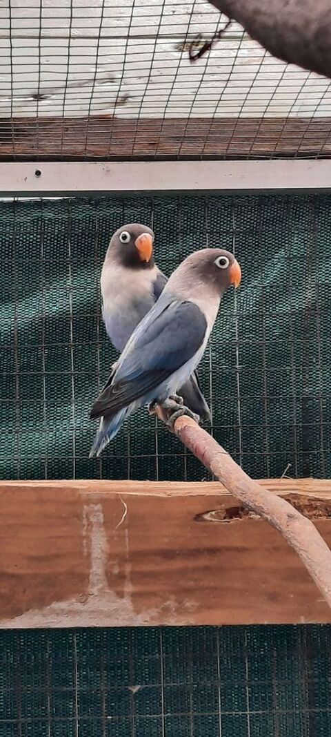 Ins&eacute;parables personata 40 47140 Frespech