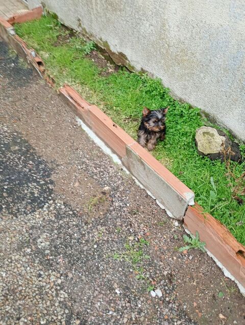 YORK 1000 16230 Sainte-colombe