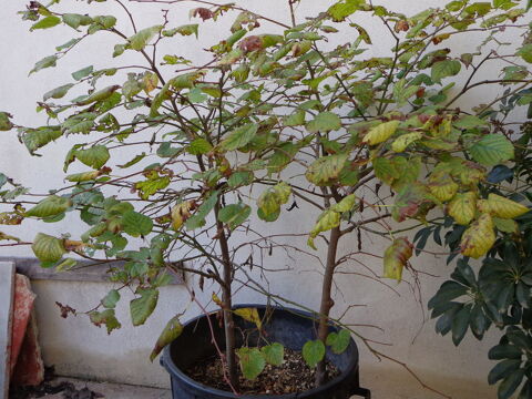 Tilleul argent� 60 Saint-Christol (34)