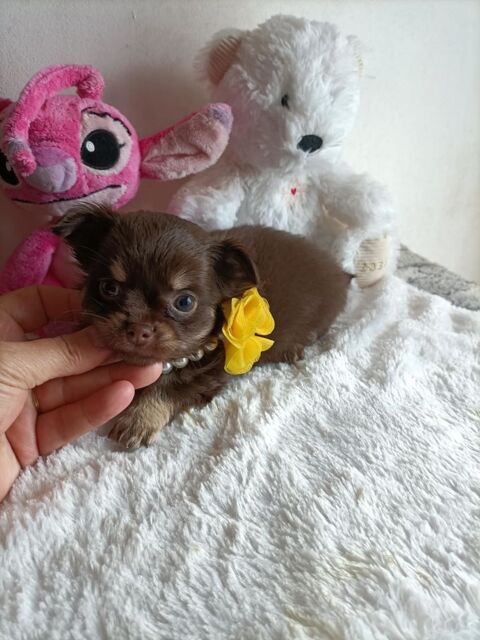 Magnifique chiot chihuahua poil long 750 60400 Noyon
