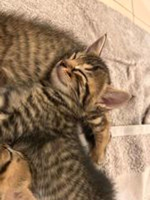   Chatons  
