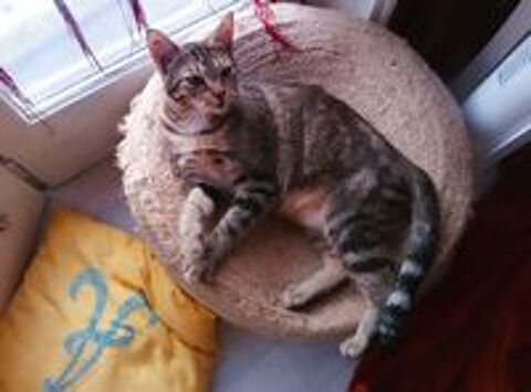   Calypso, jeune femelle chat d'un an, à l'adoption sur Lille 