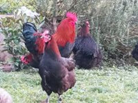   Oeufs fécondé marans  
