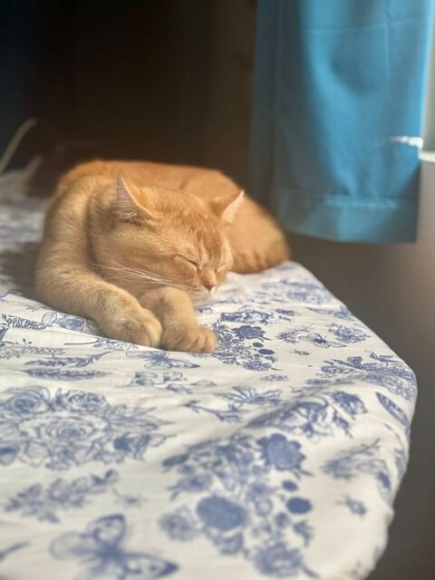 Chat 0 06610 La gaude