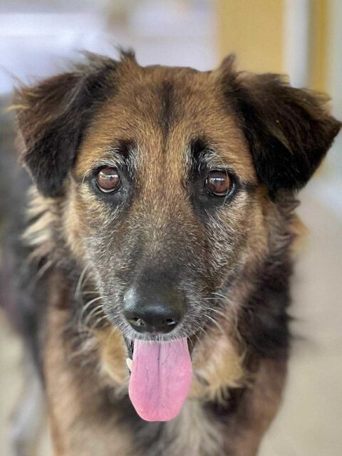 Bobby, un cr&eacute;ole timide 150 60400 Appilly