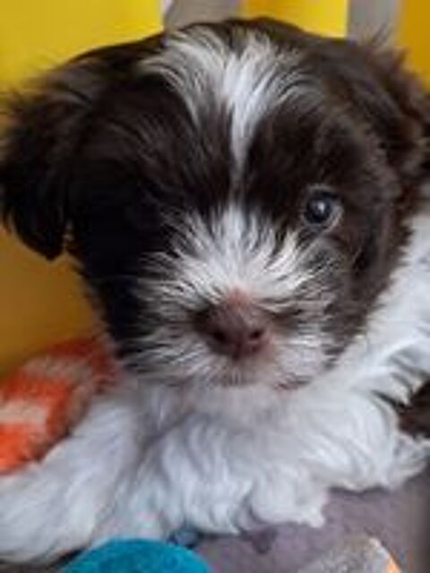   3 adorables chiots bichons havanais  
