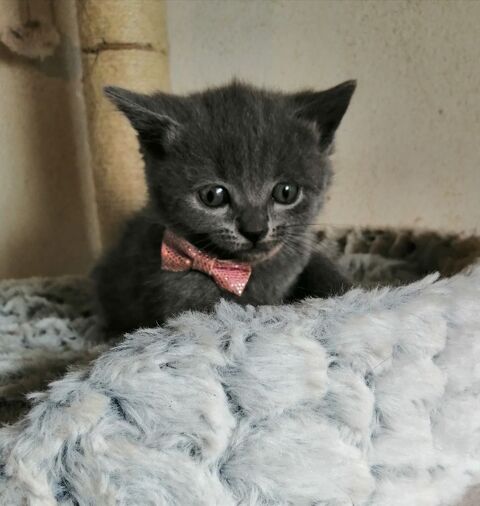 A r&eacute;server chatons Chartreux LOOF 1100 65370 Siradan