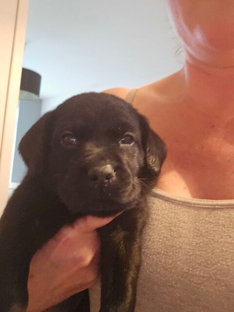 Chiots labrador retriever noir 1100 62300 Lens
