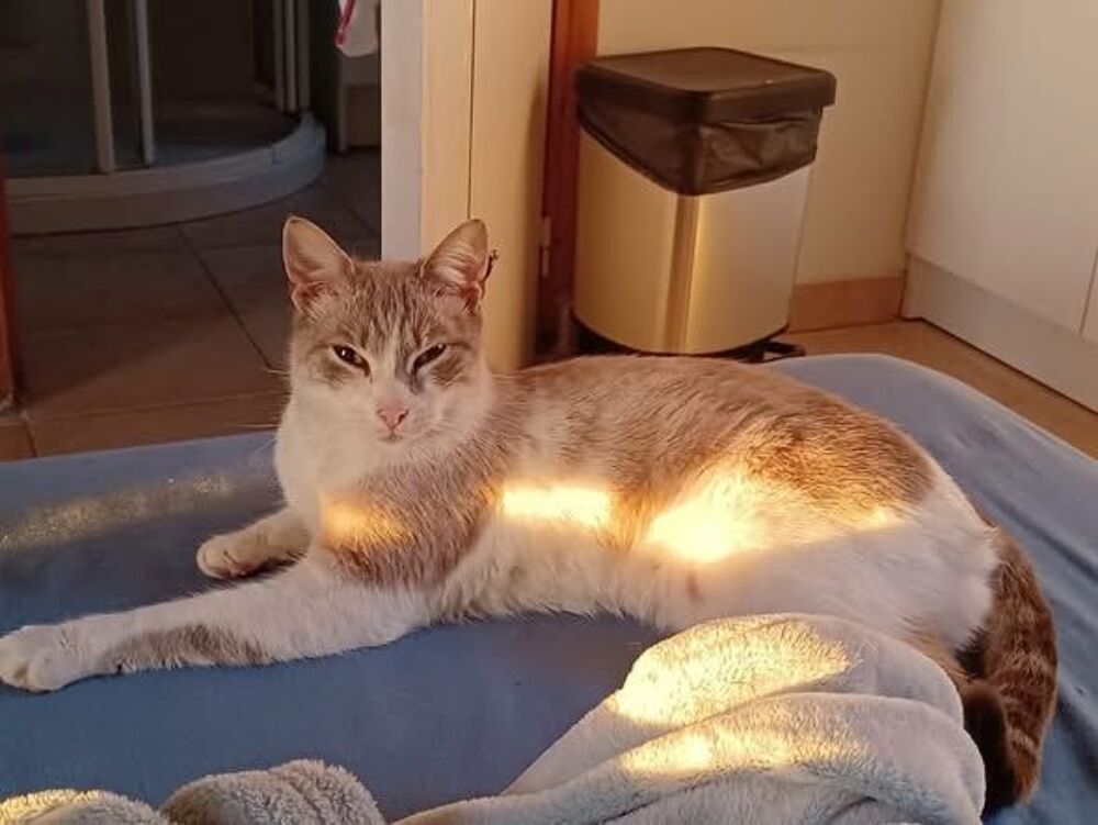   Chat FRAYOL à l adoption 