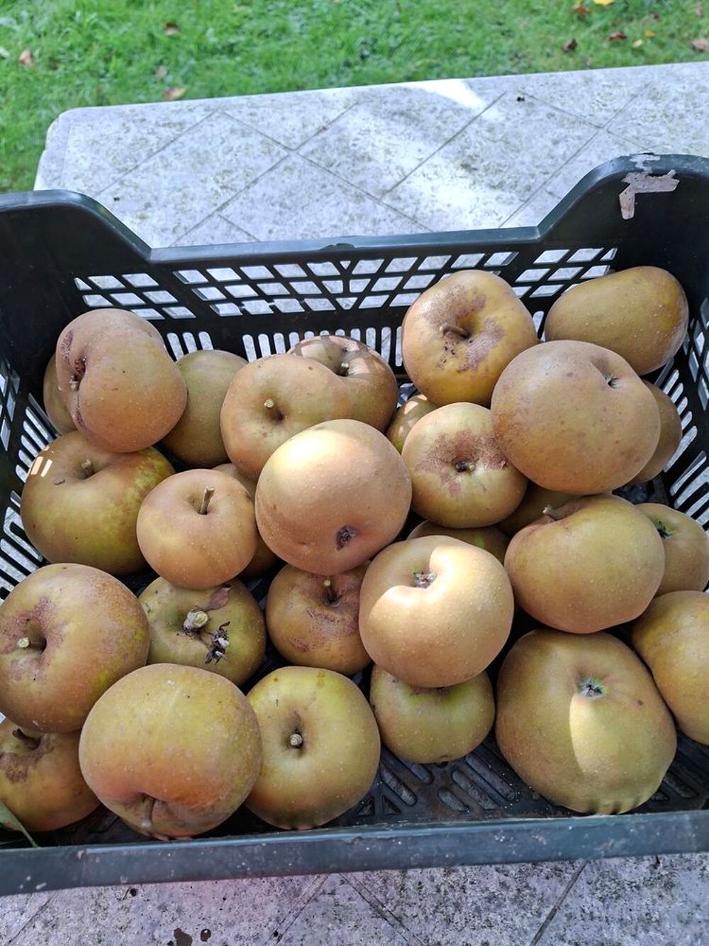 Pommes et poires Jardin