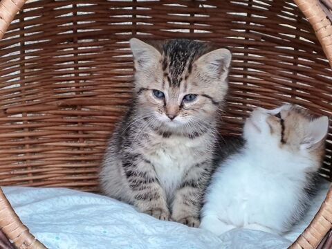  2 Chatons disponibles 0 24450 Firbeix