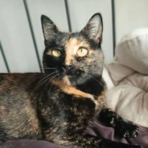   Wallie petite minette parfaite  