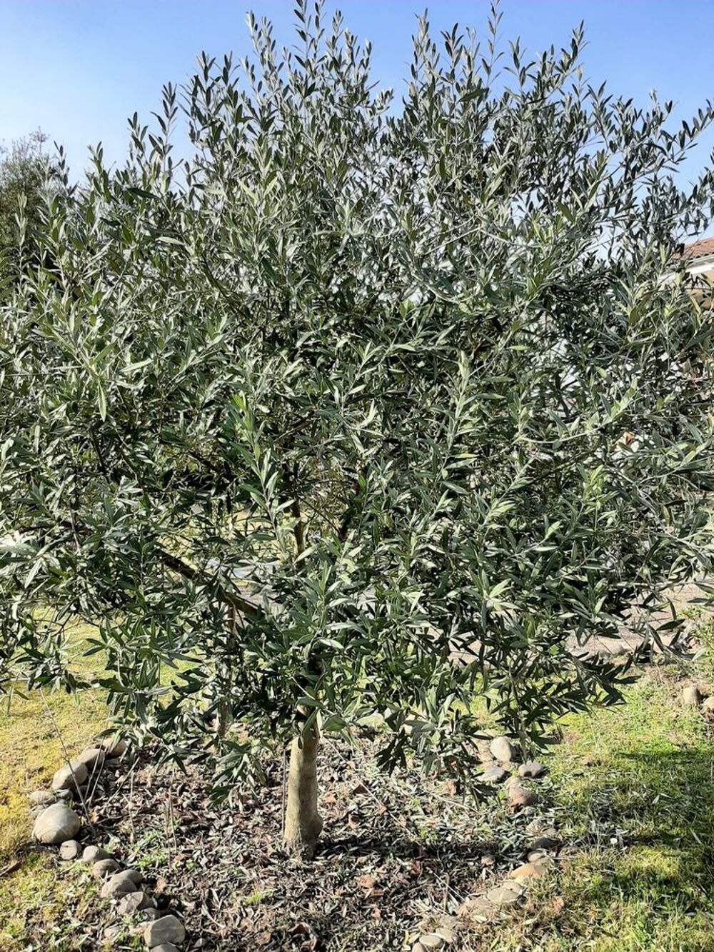 OLIVIER - Arbre fruitier - Olives Jardin