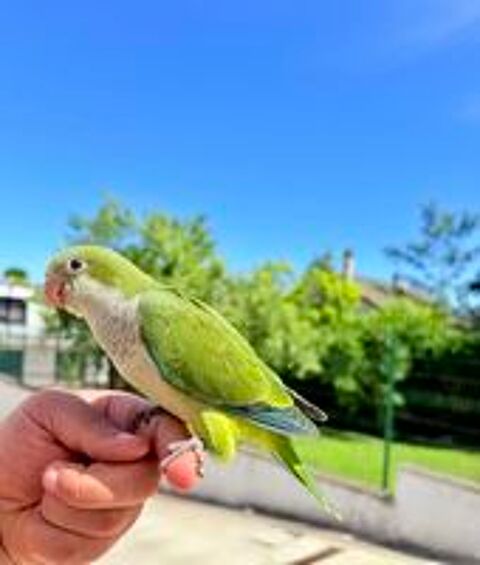   Très Belle Conure Souris EAM TRÈS BIEN APPRIVOISER Bagué26 