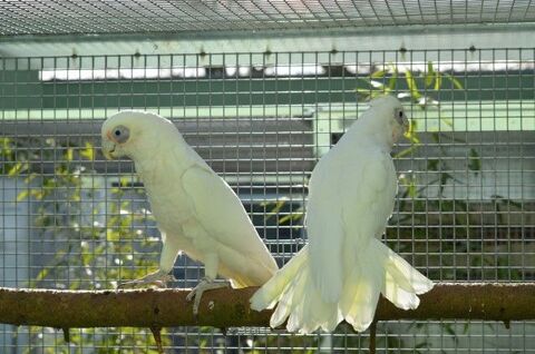 Cacatoès à il nu - Couple indissociable 4 FOIS SANS FRAIS 1590 35136 Saint-jacques-de-la-lande