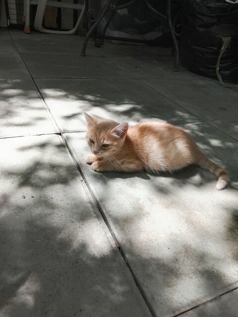 chatons a adopte 0 78710 Rosny-sur-seine