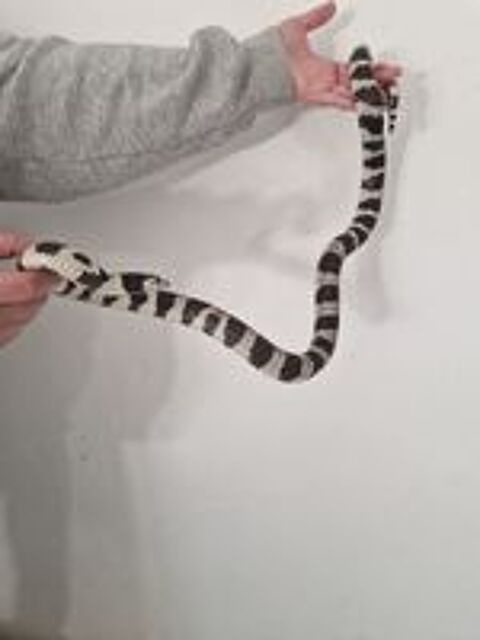   serpent roi de Californie  