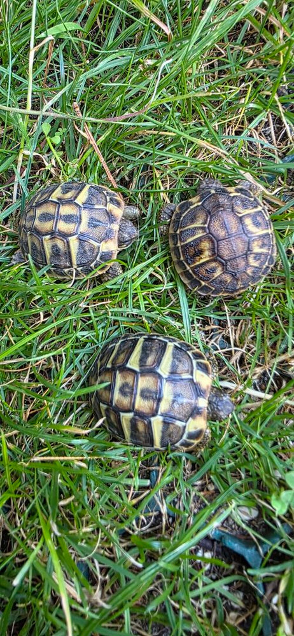   Bébés tortue 