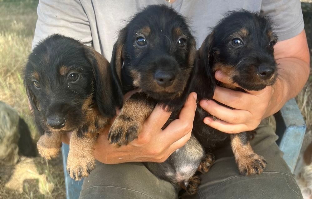   Chiots Teckel poil dur standard  