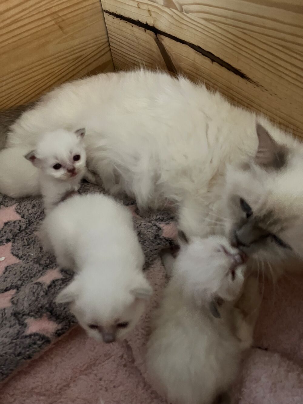   Chaton type sacr Birmanie  