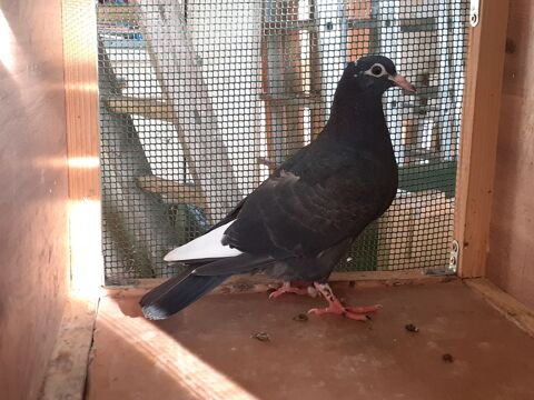 JEUNES PIGEONS NOIRS ou NOIRS &agrave; VOL BLANC 10 33130 B�gles