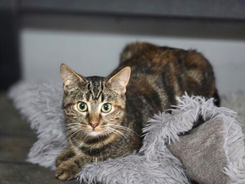 WALKYRIE 210 27140 Gisors