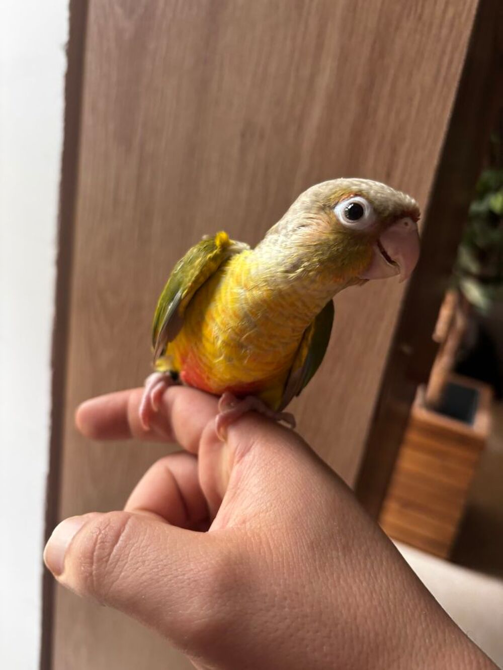   Conure EAM apprivoisé 