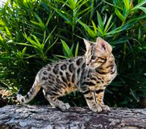   Chatons bengals LOOF  