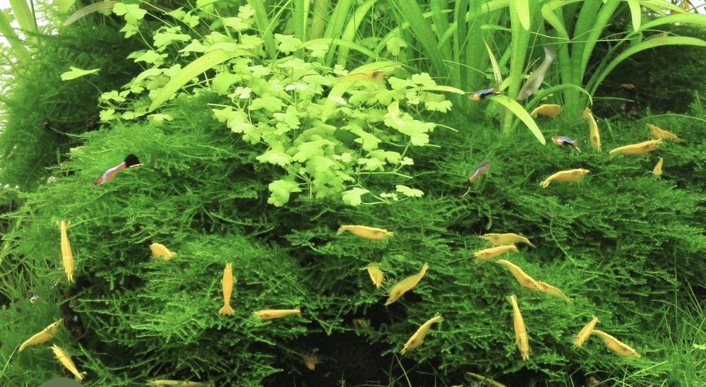   Crevettes jaunes Yellow Neon 