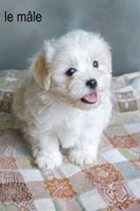   Chiots Coton de Tuléar NON LOF 
