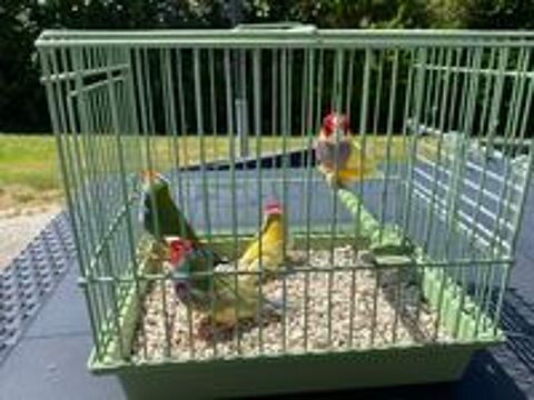   Diamants de Gould 