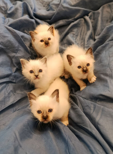 chatons sacr&eacute; de birmanie LOOF 1400 26750 Ch�tillon-saint-jean