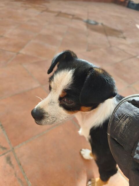  FEFERINO, petit crois&eacute; Bodeguero � m&acirc;le, 5 ans, 6 kg 195 24140 Douville