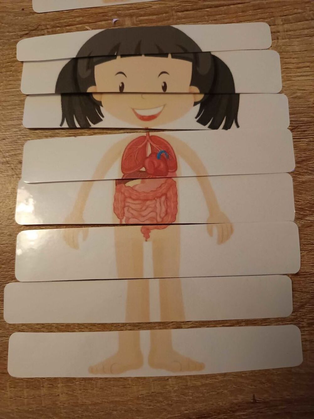 Montessori le corps humain Jeux / jouets
