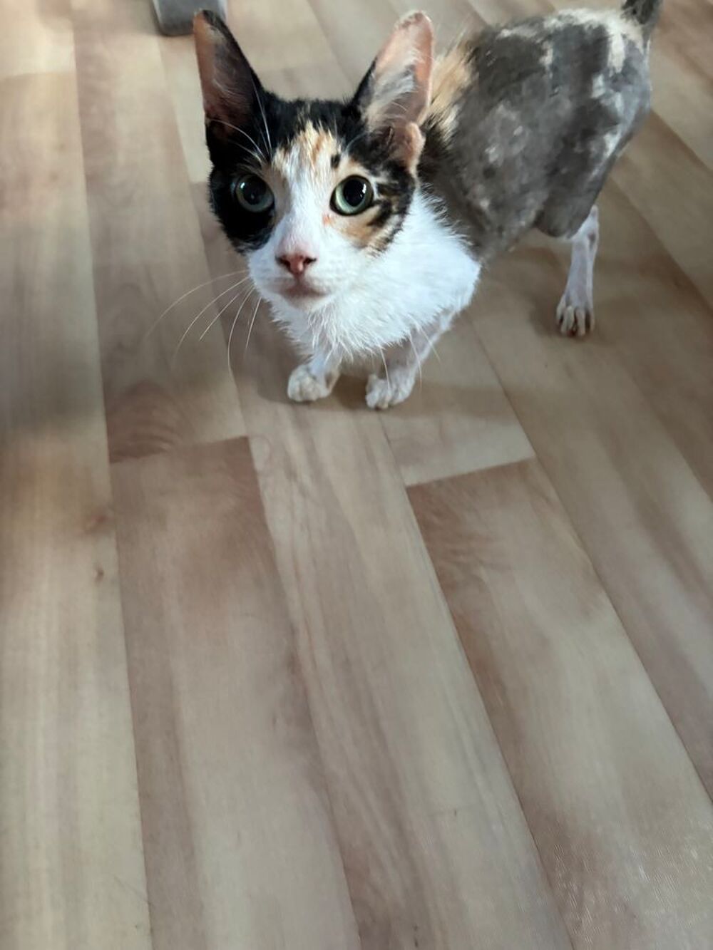   Chat à donner 