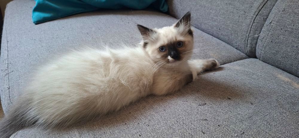   Chaton a adopter  