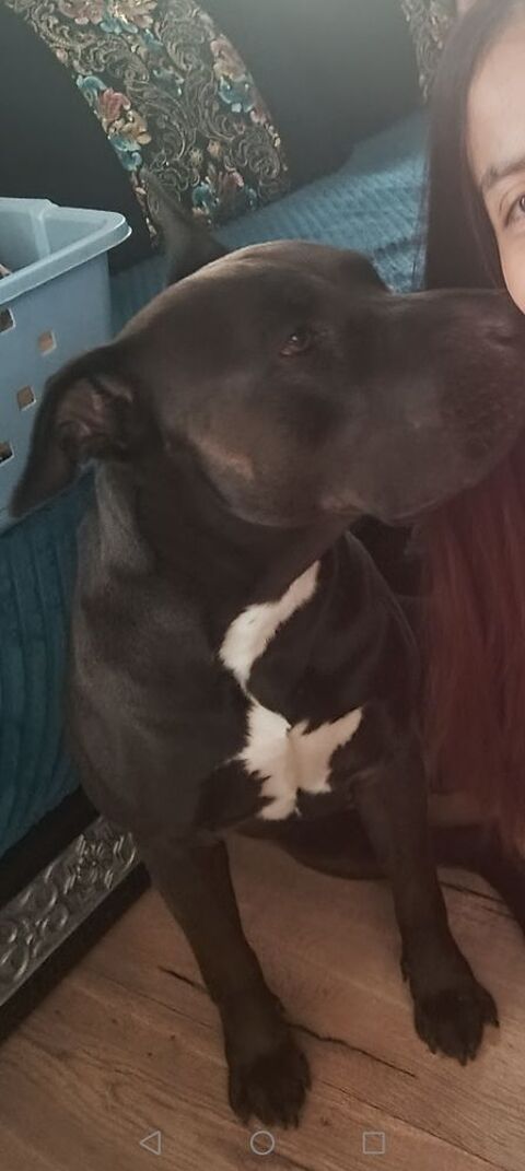 Chien &agrave; donner  0 95800 Cergy