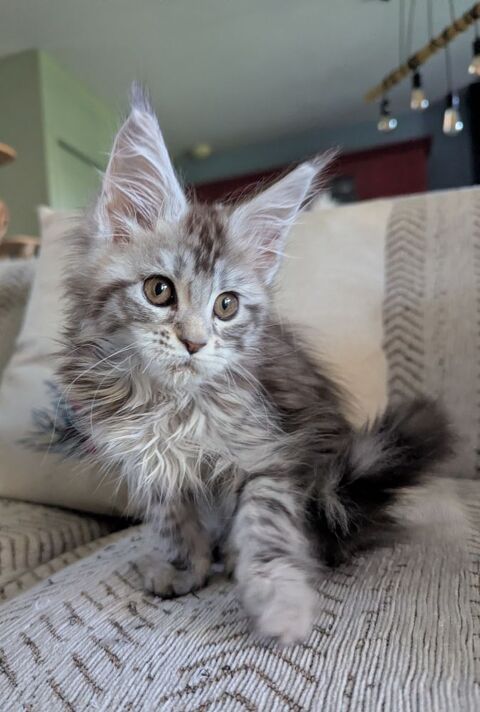 Jolie demoiselle Maine Coon Loof  1300 36310 Beaulieu