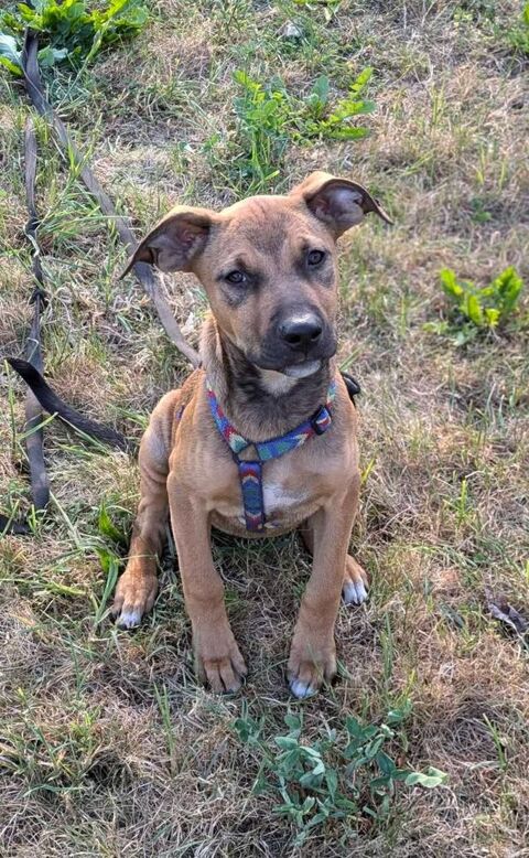 Zia, femelle berger, née le 06/01/2025&#128054; 300 95000 Boisemont